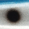 blue wp