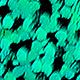 holographicg green