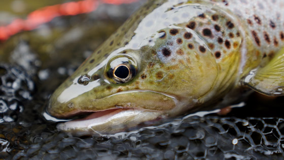 Réussir la pêche à la truite - 5 conseils pour bien démarrer la saison