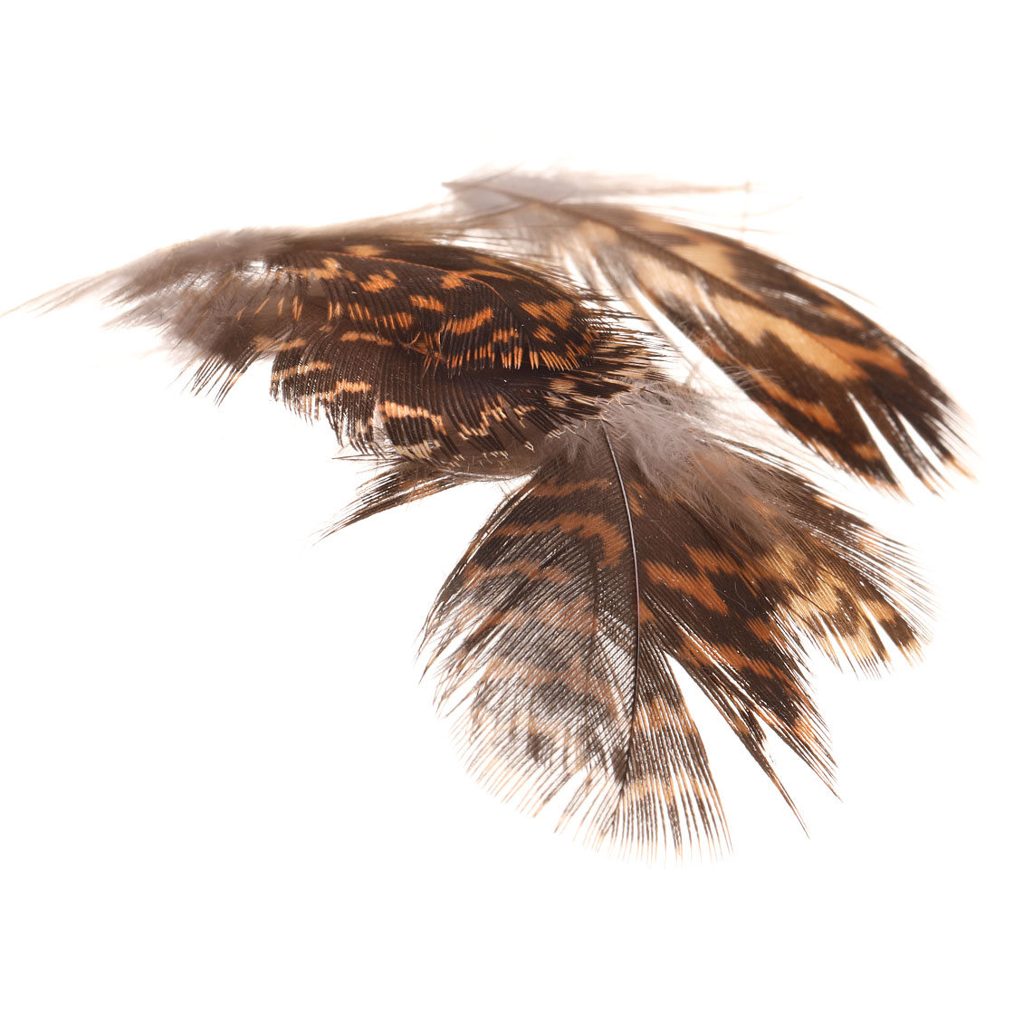 Soldarini Grouse plumes