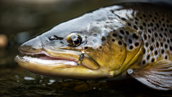 Entretien avec Stroft - Lignes de pêche « Made in Germany »