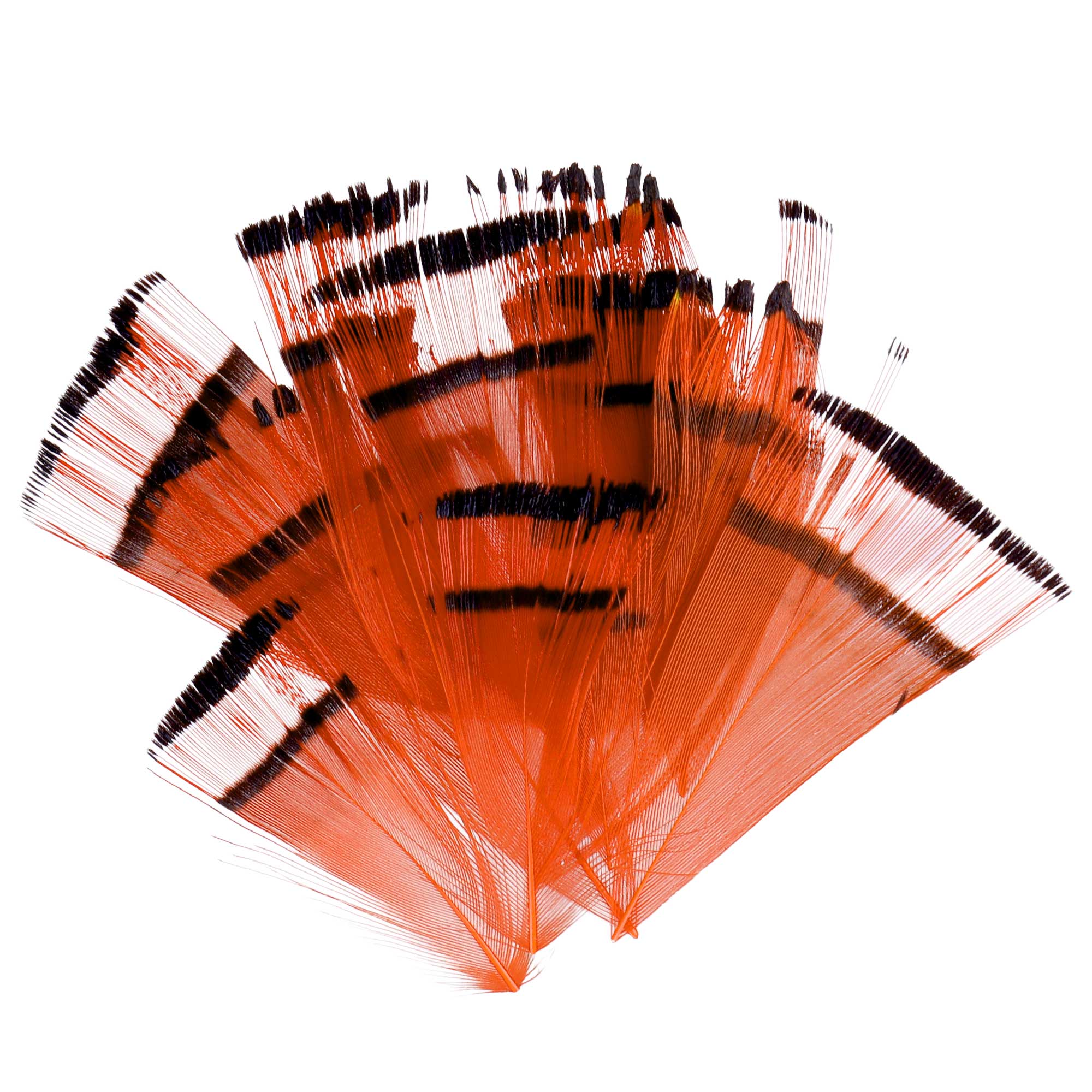 Soldarini Golden Pheasant Feathers 10pc Pack