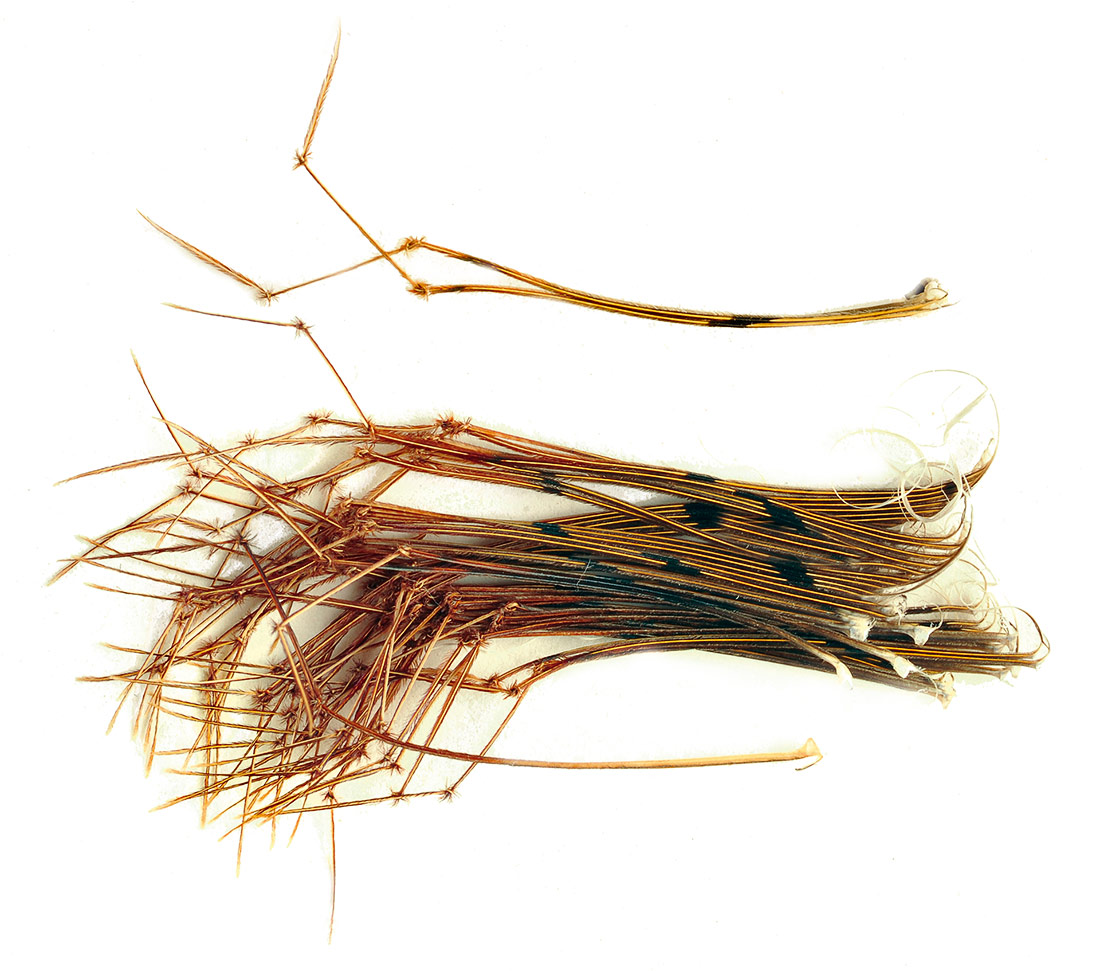 Veniard Daddy Legs Naturel