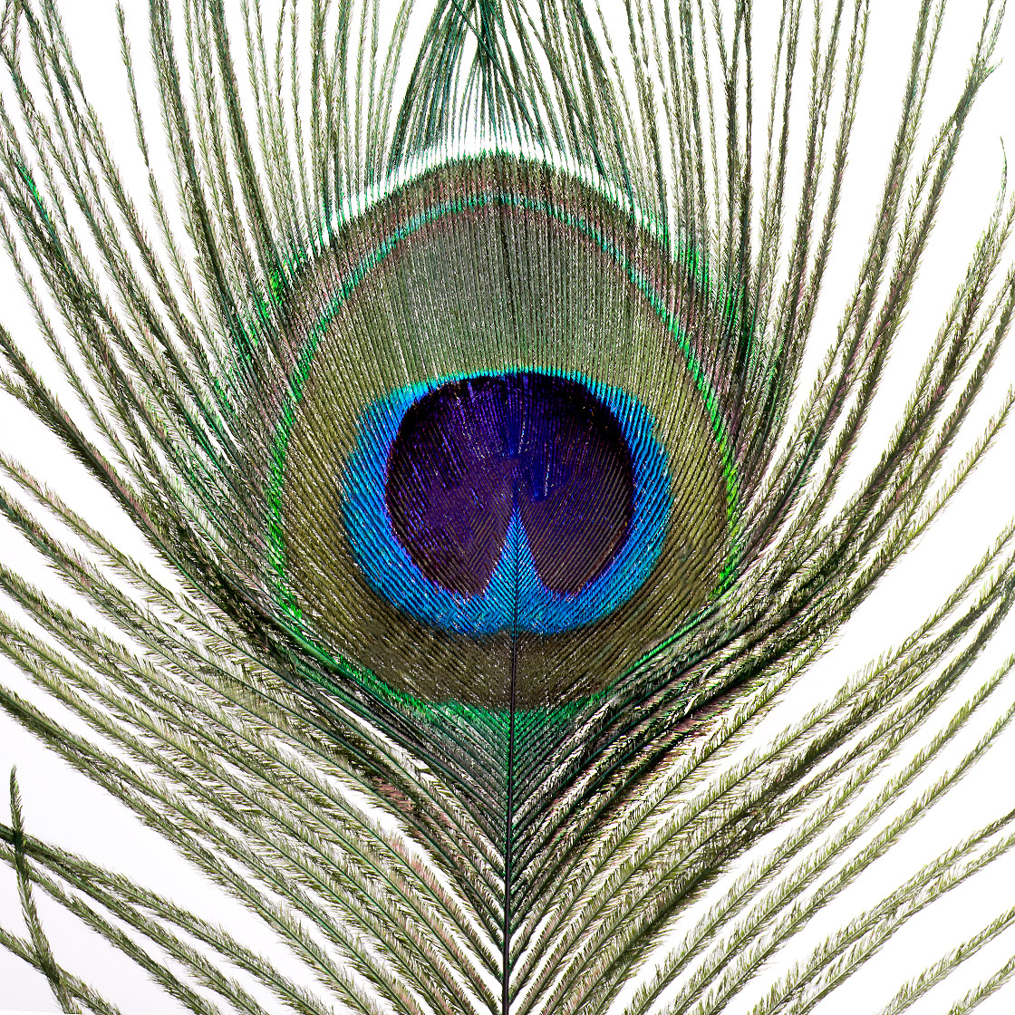 Veniard Plumes œil de paon Peacock Eye Tops