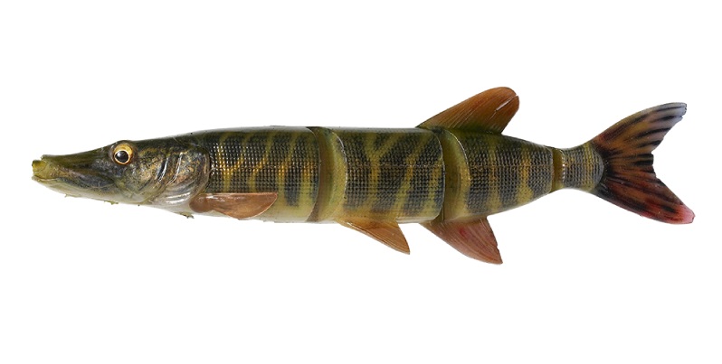 Striped Pike