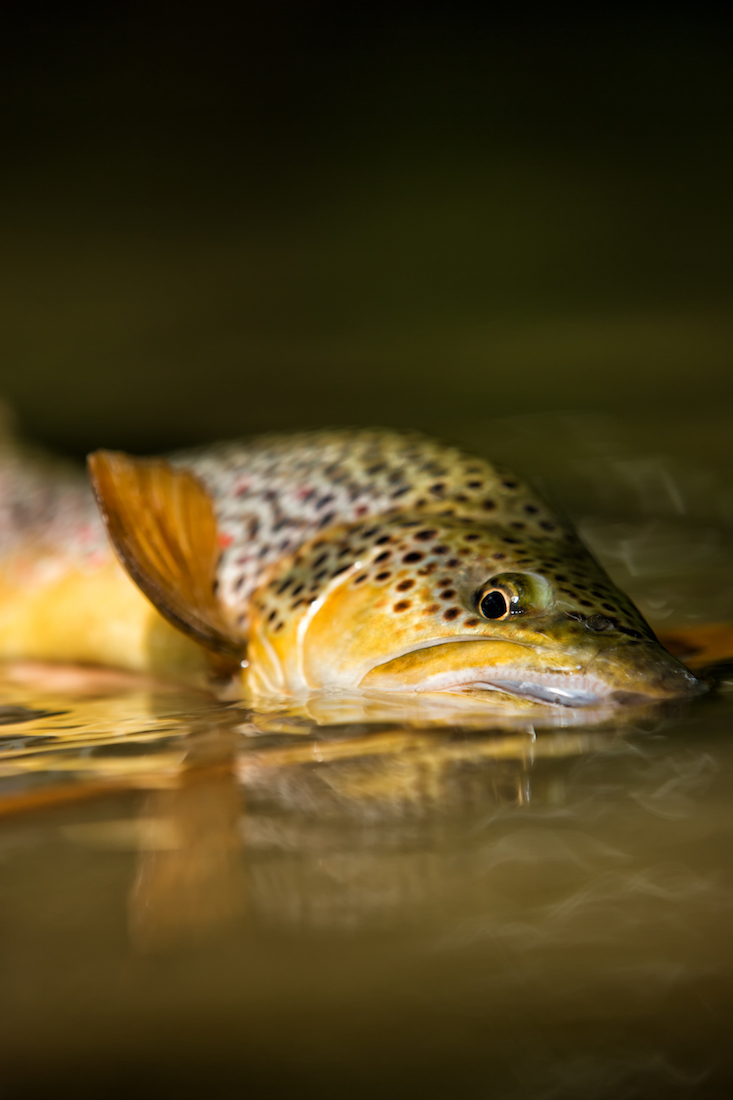 Streamerfischen_Blog_5 - Die besten Streamer auf Forelle