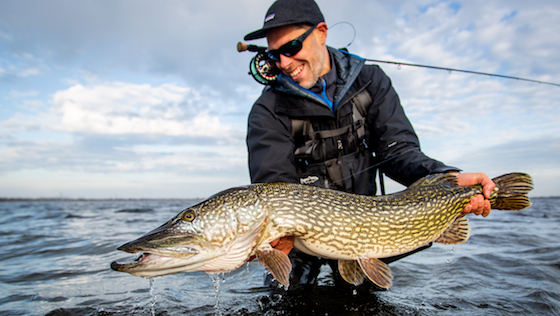 Pêche à la mouche du brochet - Comment bien démarrer ! 