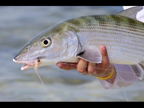 Rio Bonefish QuickShooter ligne à mouche