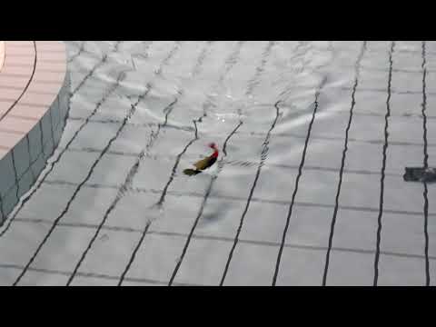 Headbanger Shad Sinking 22 cm