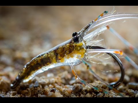 Ahrex NS122 Light Stinger hameçon streamer Ahrex NS122 Light Stinger hameçon streamer