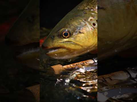 adh-fishing Nymphes - Perdigon Yellow Laser