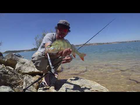 Daiwa Tournament Double Clutch Wobbler 75SP-G 5,0 g